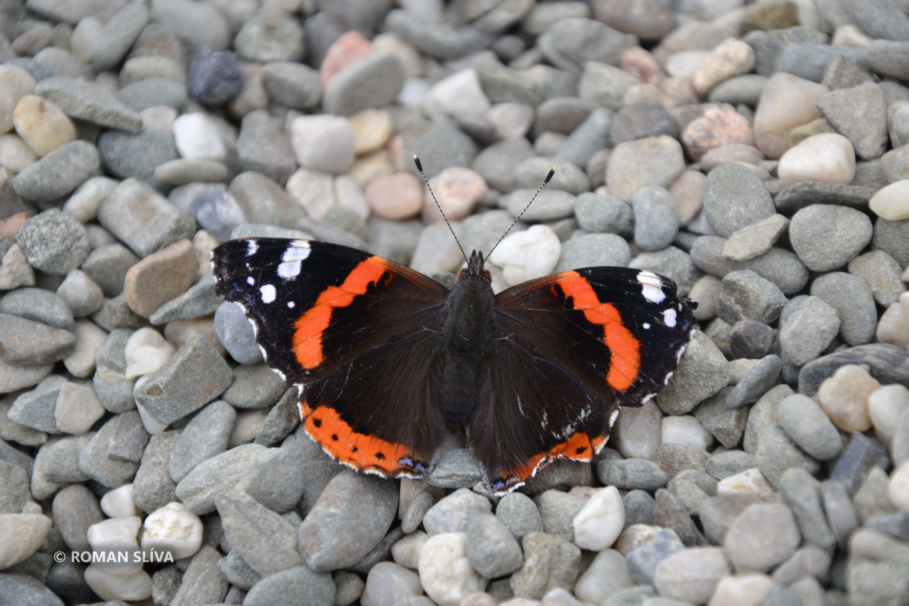 &copy;&nbsp;Roman Slíva