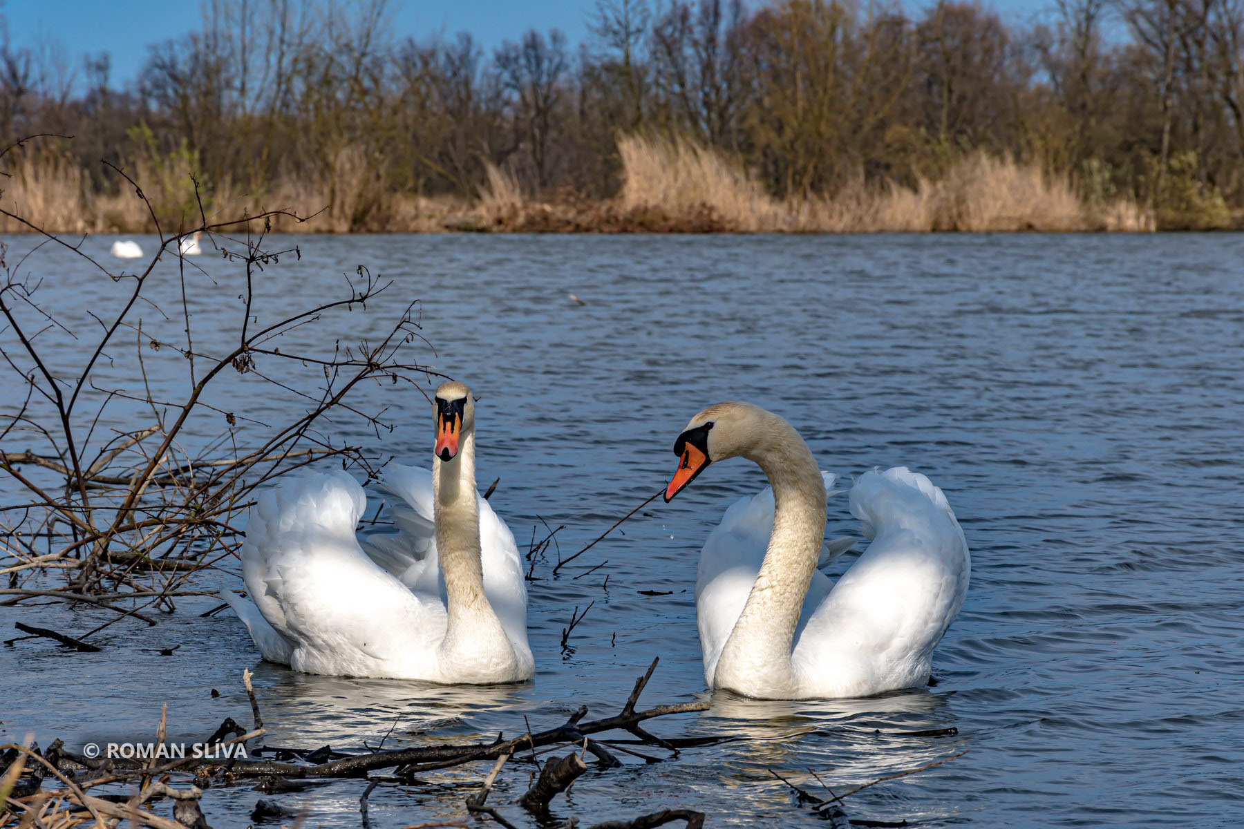 &copy;&nbsp;Roman Slíva