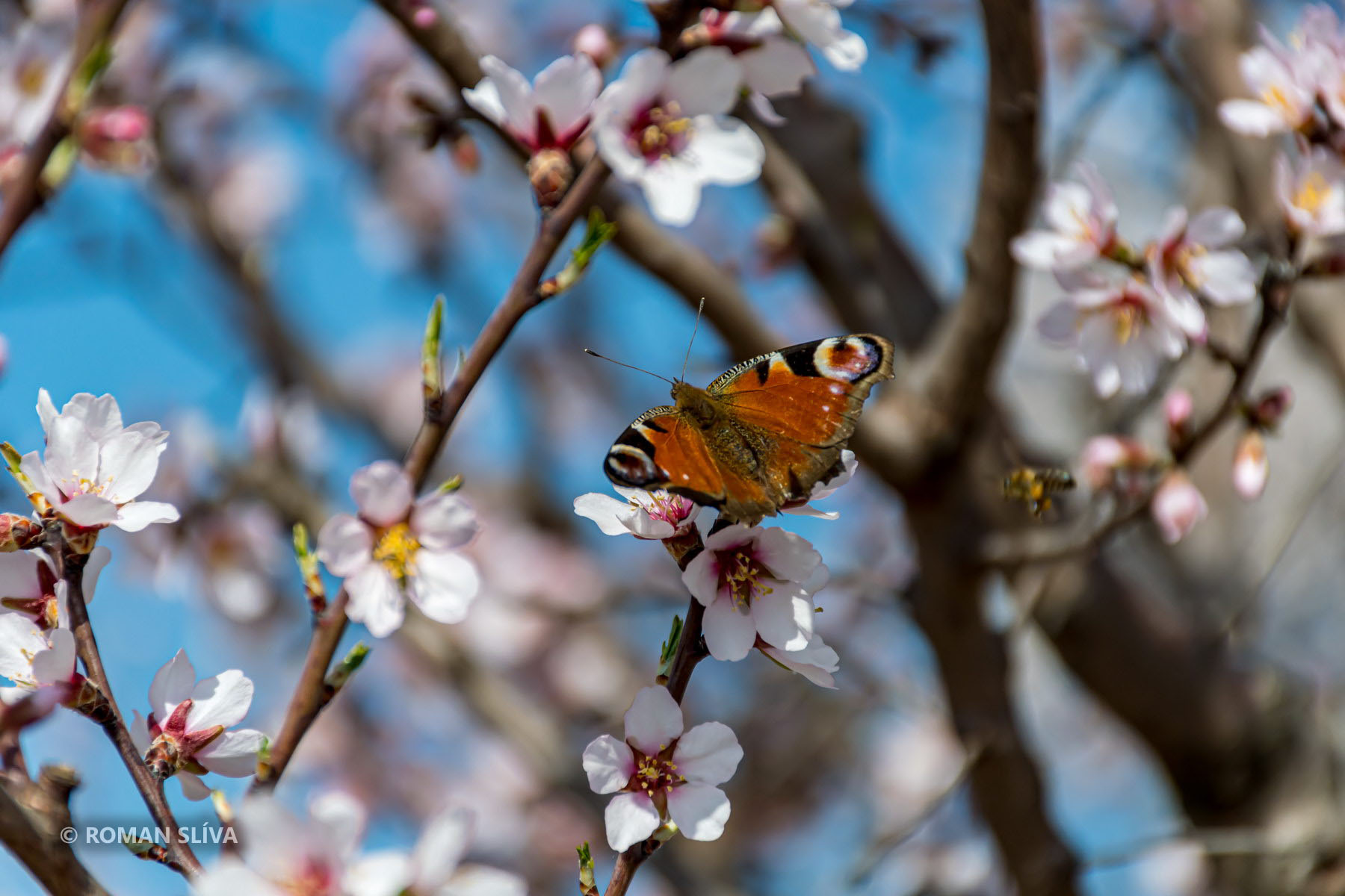 &copy;&nbsp;Roman Slíva